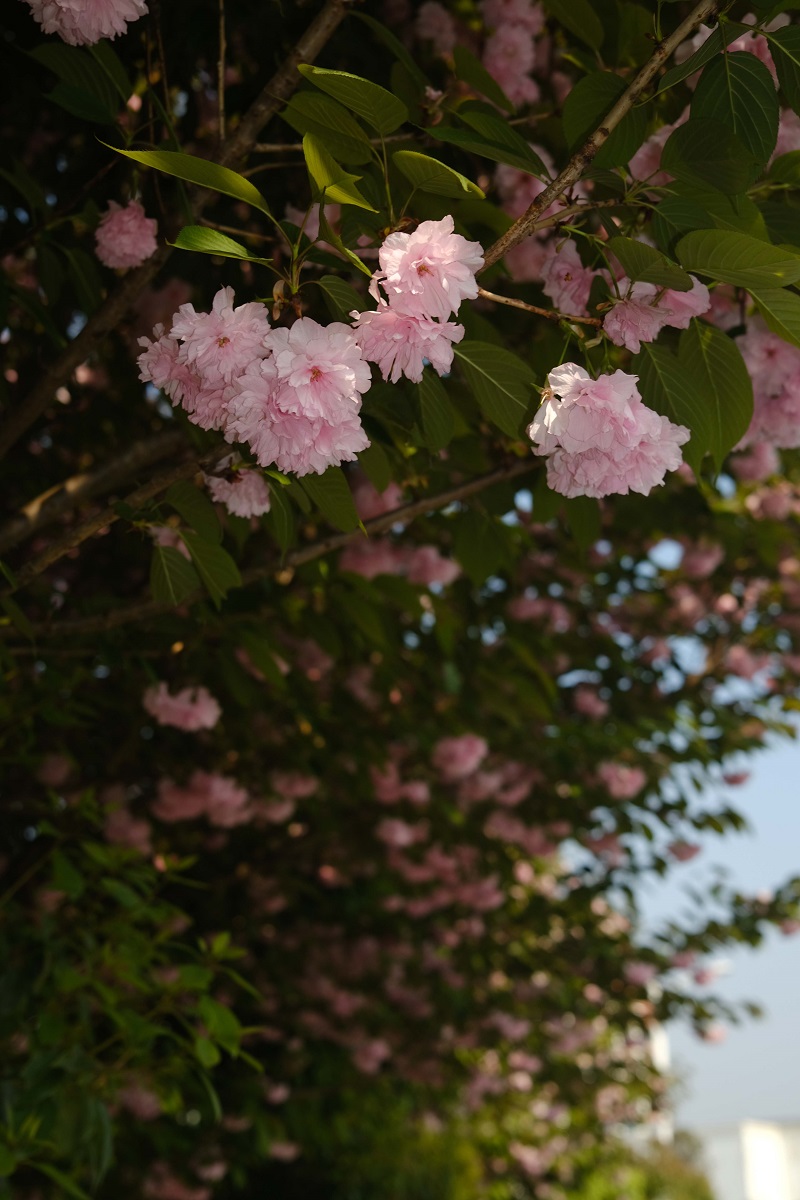 學(xué)校的櫻花開了，你，不來看看嗎？